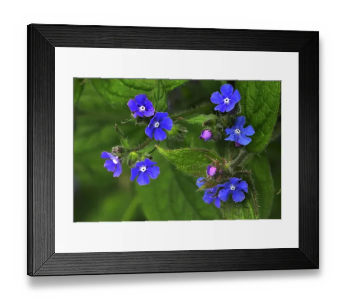 Framed Print : RF - Green alkanet (Pentaglottis sempervirens) in flower, Dorset, England, UK. April. (This image may be licensed either as rights managed or royalty free.) Framed Print : RF - Green alkanet (Pentaglottis sempervirens) in flower, Dorset, England, UK. April. (This image may be licensed either as rights managed or royalty free.)