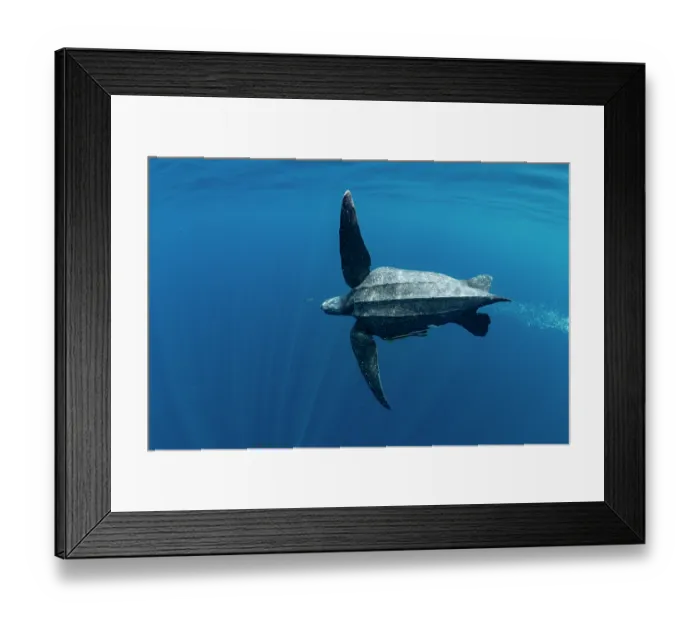 Framed Print : Leatherback sea turtle (Dermochelys coriacea) male, swimming underwater, Kei Islands, Moluccas, Indonesia, Pacific Ocean Framed Print : Leatherback sea turtle (Dermochelys coriacea) male, swimming underwater, Kei Islands, Moluccas, Indonesia, Pacific Ocean