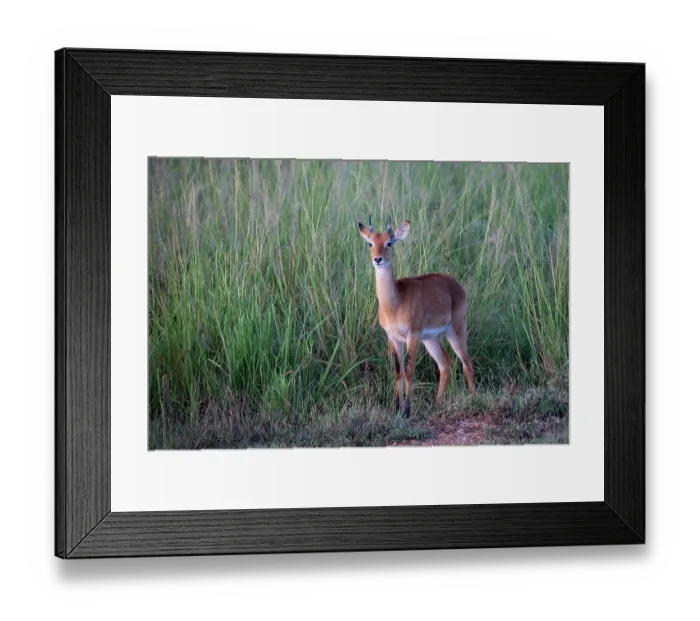 Framed Print : Oribi (Ourebia ourebi) standing n long grass, Murchison Falls National Park, Uganda Framed Print : Oribi (Ourebia ourebi) standing n long grass, Murchison Falls National Park, Uganda