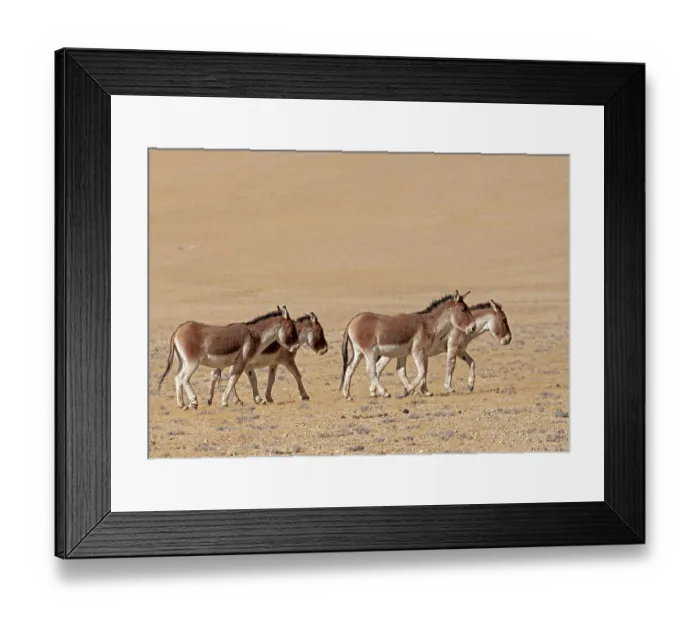 Framed Print : Four Kiangs (Equus kiang) walking over dry, stony ground, Ladakh, India Framed Print : Four Kiangs (Equus kiang) walking over dry, stony ground, Ladakh, India
