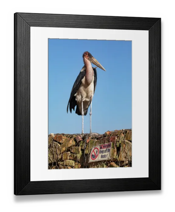 Framed Print : Marabou stork (Leptoptilos crumenifer) perched on stone wall, Lake Victoria, Uganda Framed Print : Marabou stork (Leptoptilos crumenifer) perched on stone wall, Lake Victoria, Uganda