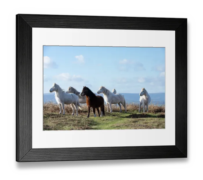 Framed Print : Welsh Mountain ponies herd reacting to a potential predator by grouping together, Garway Hill Common, Herefordshire, England, UK. January Framed Print : Welsh Mountain ponies herd reacting to a potential predator by grouping together, Garway Hill Common, Herefordshire, England, UK. January