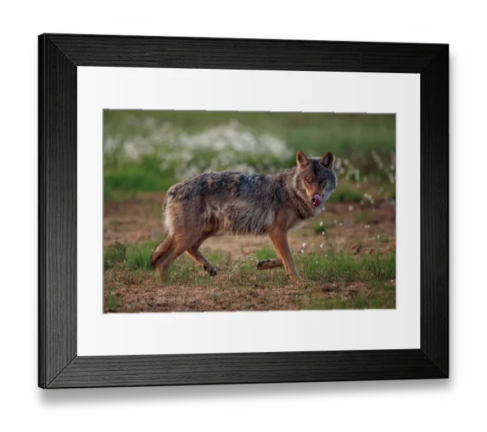 Framed Print : Grey wolf (Canis lupus) trotting across a marshy clearing in boreal forest, licking water from its nose, Finland. June Framed Print : Grey wolf (Canis lupus) trotting across a marshy clearing in boreal forest, licking water from its nose, Finland. June