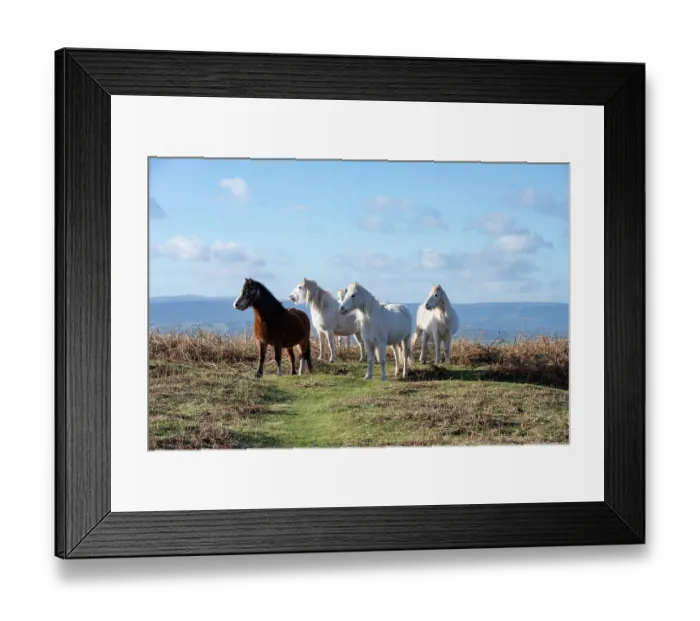 Framed Print : Welsh Mountain ponies herd reacting to a potential predator by grouping together, Garway Hill Common, Herefordshire, England, UK. January Framed Print : Welsh Mountain ponies herd reacting to a potential predator by grouping together, Garway Hill Common, Herefordshire, England, UK. January