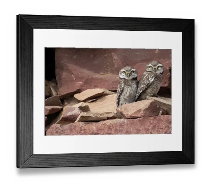 Framed Print : Two Spotted owlets (Athene brama) perched side by side on rocks, Pachgaon, near Dholpur, Rajasthan, India Framed Print : Two Spotted owlets (Athene brama) perched side by side on rocks, Pachgaon, near Dholpur, Rajasthan, India