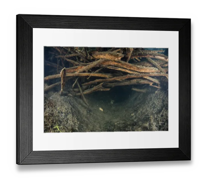 Framed Print : Submerged entrance to a European beaver (Castor fiber) lodge, River Rhone, Alps, France. June Framed Print : Submerged entrance to a European beaver (Castor fiber) lodge, River Rhone, Alps, France. June
