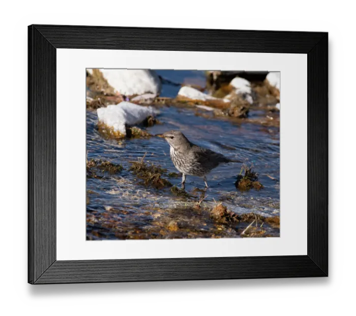 Framed Print : Black-throated thrush (Turdus atrogularis) female, walking through shallow water along river edge, Hanle, Ladkah, India Framed Print : Black-throated thrush (Turdus atrogularis) female, walking through shallow water along river edge, Hanle, Ladkah, India