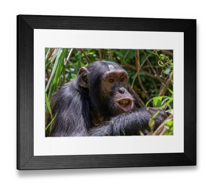 Framed Print : RF - Eastern chimpanzee (Pan troglodytes schweinfurthii) feeding, portrait, Kibale National Park, Uganda. Endangered Framed Print : RF - Eastern chimpanzee (Pan troglodytes schweinfurthii) feeding, portrait, Kibale National Park, Uganda. Endangered