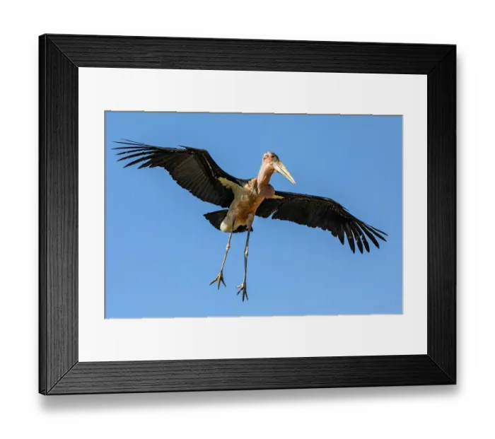 Framed Print : Marabou stork (Leptoptilos crumenifer) in flight, Lake Victoria, Uganda Framed Print : Marabou stork (Leptoptilos crumenifer) in flight, Lake Victoria, Uganda