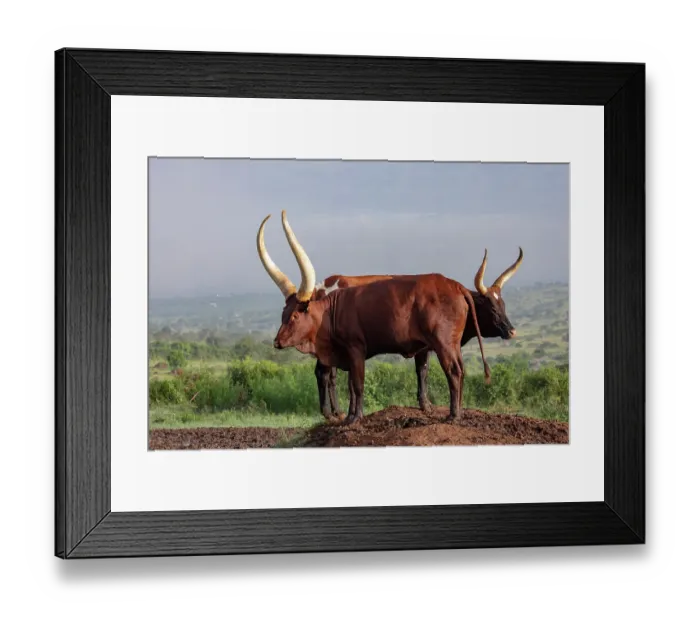 Framed Print : Two Ankole cattle standing on mound, Mburo National Park Uganda Framed Print : Two Ankole cattle standing on mound, Mburo National Park Uganda
