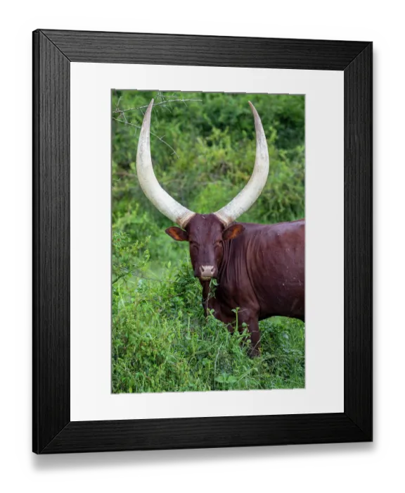 Framed Print : Ankole cattle feeding on leaves, Mburo National Park, Uganda