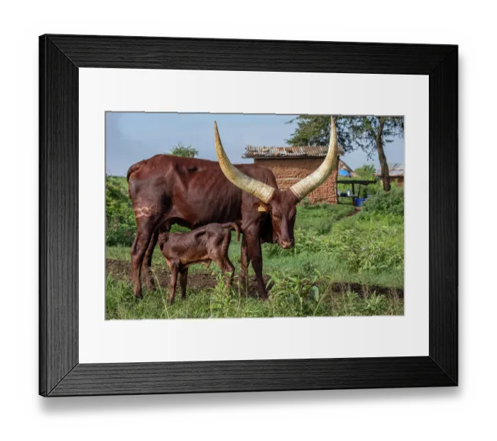 Framed Print : Ankole cow suckling calf, Mburo National Park, Uganda Framed Print : Ankole cow suckling calf, Mburo National Park, Uganda
