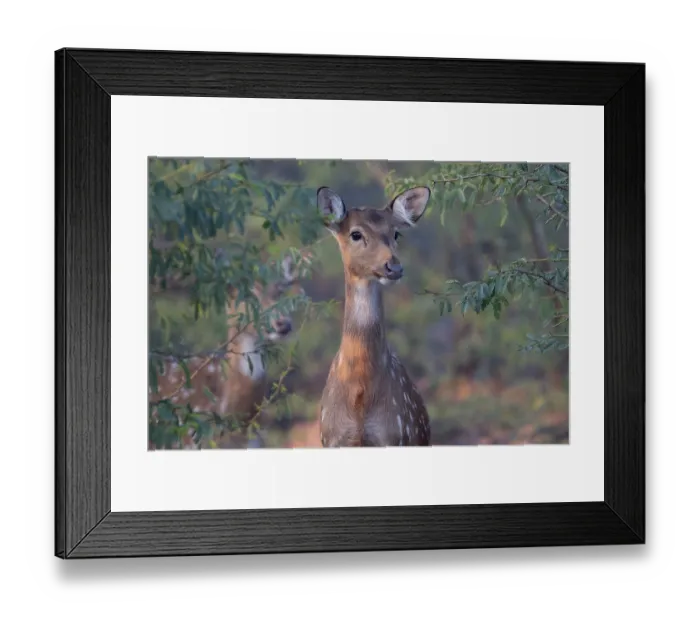 Framed Print : Spotted deer (Cervus axis) portrait, protected area Van Vihar, west of Dholpur, Rajasthan, India Framed Print : Spotted deer (Cervus axis) portrait, protected area Van Vihar, west of Dholpur, Rajasthan, India