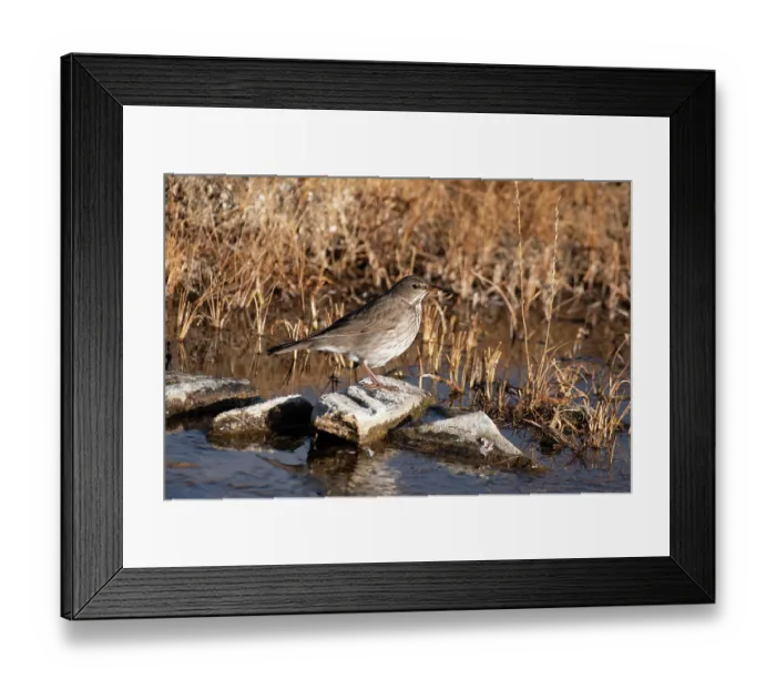 Framed Print : RF - Black-throated thrush (Turdus atrogularis) female, perched on rock along riverbank, Hanle, Ladkah, India Framed Print : RF - Black-throated thrush (Turdus atrogularis) female, perched on rock along riverbank, Hanle, Ladkah, India