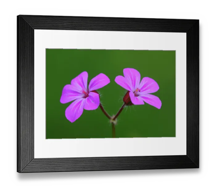 Framed Print : RF - Herb-Robert (Geranium robertianum) flowers, close up, Dorset, England, UK. April. Studio shot. (This image may be licensed either as rights managed or royalty free.) Framed Print : RF - Herb-Robert (Geranium robertianum) flowers, close up, Dorset, England, UK. April. Studio shot. (This image may be licensed either as rights managed or royalty free.)