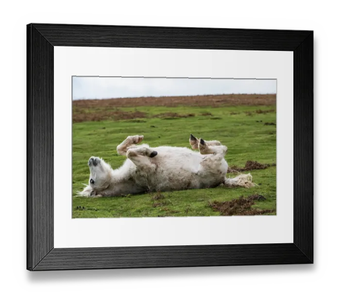 Framed Print : Welsh Mountain pony rolling on its back, Garway Hill, Herefordshire, England, UK. November Framed Print : Welsh Mountain pony rolling on its back, Garway Hill, Herefordshire, England, UK. November