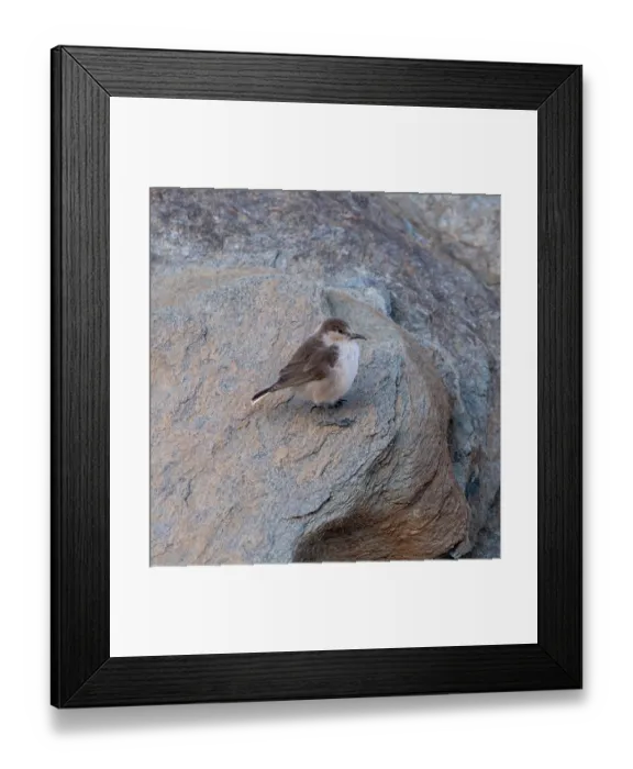 Framed Print : Ground tit (Pseudopodoces humilis) perched on a rock, Hanle, Ladakh, India Framed Print : Ground tit (Pseudopodoces humilis) perched on a rock, Hanle, Ladakh, India