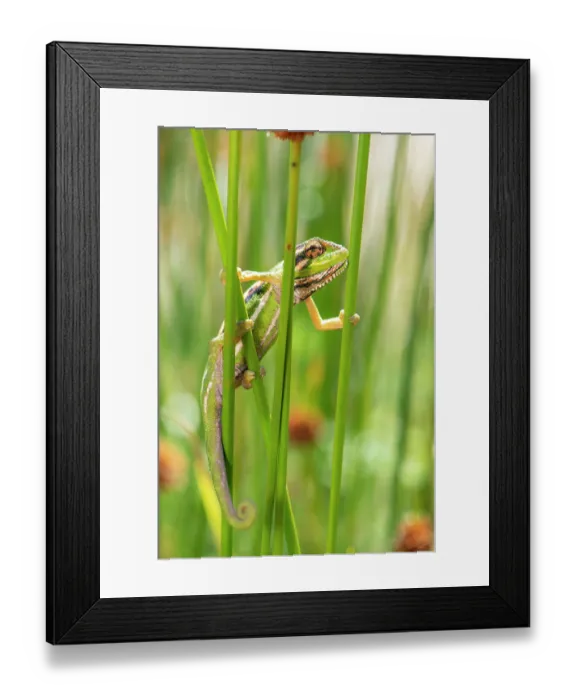 Framed Print : Cape dwarf chameleon (Bradypodion pumilum) climbing between plant stems, Cape Town, South Africa Framed Print : Cape dwarf chameleon (Bradypodion pumilum) climbing between plant stems, Cape Town, South Africa