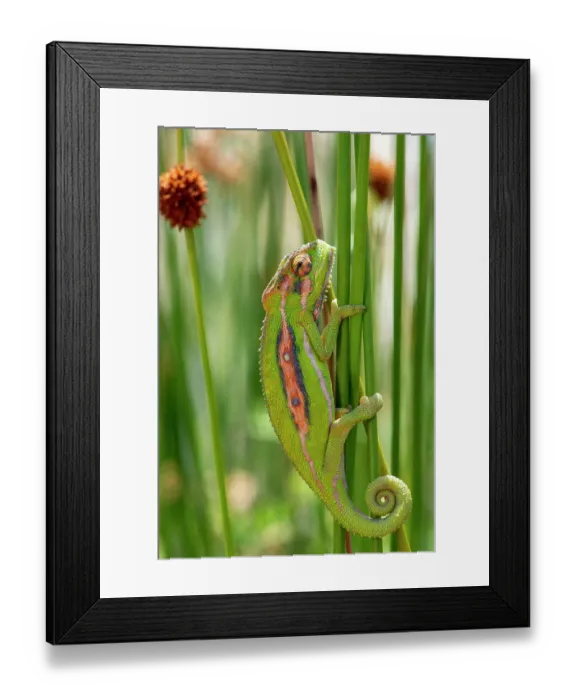 Framed Print : Cape dwarf chameleon (Bradypodion pumilum) resting on a plant stem, Cape Town, South Africa Framed Print : Cape dwarf chameleon (Bradypodion pumilum) resting on a plant stem, Cape Town, South Africa