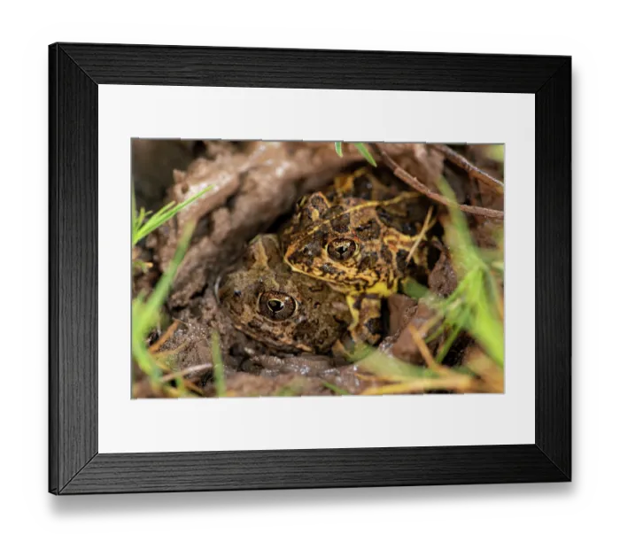 Framed Print : Tandy's sand frogs (Tomopterna tandyi) pair in amplexus, digging themselves into the mud, Karoo Gariep Nature Reserve / Khoisan Karoo Conservancy, South Africa Framed Print : Tandy's sand frogs (Tomopterna tandyi) pair in amplexus, digging themselves into the mud, Karoo Gariep Nature Reserve / Khoisan Karoo Conservancy, South Africa