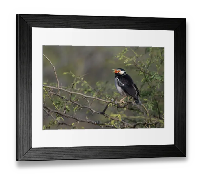 Framed Print : Asian pied starling (Sturnus contra) perched in tree, Pachgaon, near Dholpur, Rajasthan, India