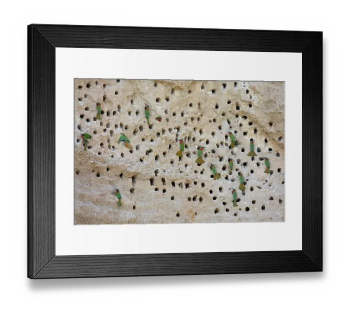 Framed Print : Red-throated bee-eater (Merops bulocki) flock perched at nest holes in rock face, Murchison Falls National Park, Uganda Framed Print : Red-throated bee-eater (Merops bulocki) flock perched at nest holes in rock face, Murchison Falls National Park, Uganda