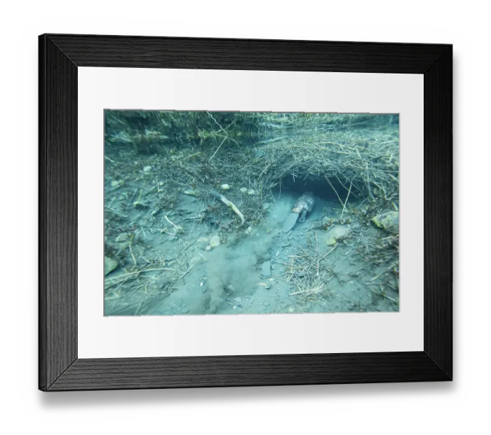 Framed Print : European beaver (Castor fiber) entering its underwater burrow, River Rhone, Alps, France. June Framed Print : European beaver (Castor fiber) entering its underwater burrow, River Rhone, Alps, France. June