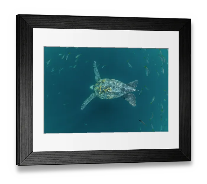 Framed Print : Leatherback sea turtle (Dermochelys coriacea) female, swimming underwater surrounded by shoal of fish, Kei Islands, Moluccas, Indonesia, Pacific Ocean Framed Print : Leatherback sea turtle (Dermochelys coriacea) female, swimming underwater surrounded by shoal of fish, Kei Islands, Moluccas, Indonesia, Pacific Ocean