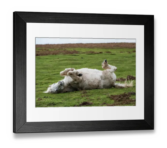 Framed Print : Welsh Mountain pony rolling on its back, Garway Hill, Herefordshire, England, UK. November