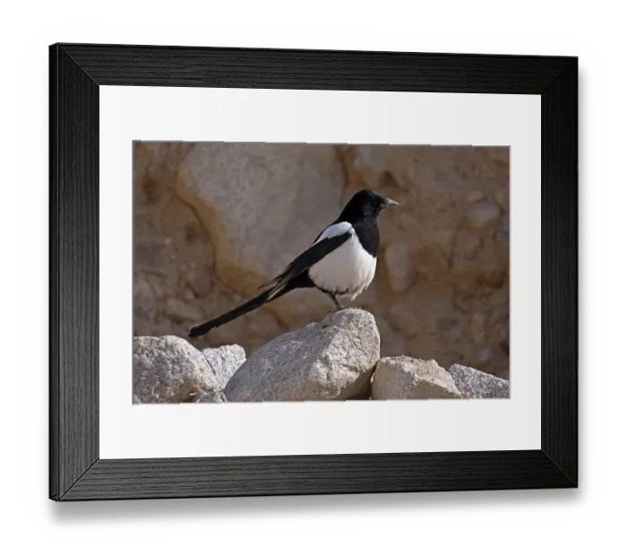 Framed Print : Eurasian magpie (Pica pica) perched on a rock, Ulley, Ladakh, India Framed Print : Eurasian magpie (Pica pica) perched on a rock, Ulley, Ladakh, India