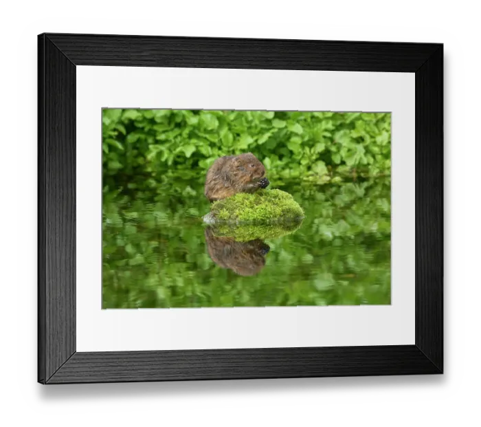 Framed Print : Water vole (Arvicola amphibius) resting on a moss-covered stone in river feeding on a Blackberry (Rubus sp.), Kent, England, UK. April Framed Print : Water vole (Arvicola amphibius) resting on a moss-covered stone in river feeding on a Blackberry (Rubus sp.), Kent, England, UK. April