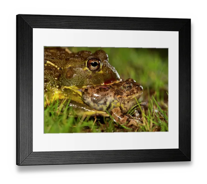 Framed Print : Giant bullfrog (Pyxicephalus adspersus) swallowing Tandy's sand frog (Tomopterna tandyi) prey, Karoo Gariep Nature Reserve / Khoisan Karoo Conservancy, South Africa Framed Print : Giant bullfrog (Pyxicephalus adspersus) swallowing Tandy's sand frog (Tomopterna tandyi) prey, Karoo Gariep Nature Reserve / Khoisan Karoo Conservancy, South Africa
