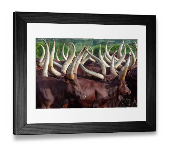Framed Print : Ankole cattle herd, Mburo National Park, Uganda Framed Print : Ankole cattle herd, Mburo National Park, Uganda