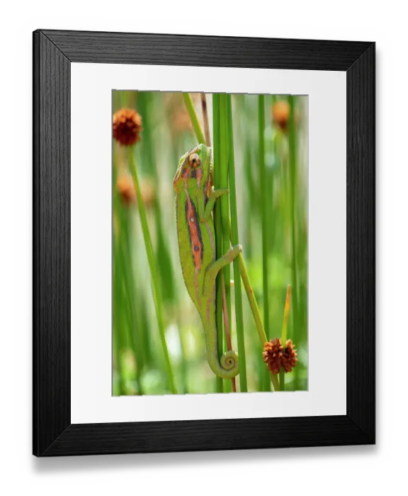 Framed Print : Cape dwarf chameleon (Bradypodion pumilum) resting on a plant stem, Cape Town, South Africa Framed Print : Cape dwarf chameleon (Bradypodion pumilum) resting on a plant stem, Cape Town, South Africa