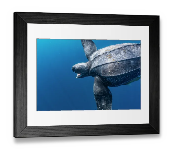 Framed Print : Leatherback sea turtle (Dermochelys coriacea) swimming underwater with mouth open, Kei Islands, Moluccas, Indonesia, Pacific Ocean Framed Print : Leatherback sea turtle (Dermochelys coriacea) swimming underwater with mouth open, Kei Islands, Moluccas, Indonesia, Pacific Ocean