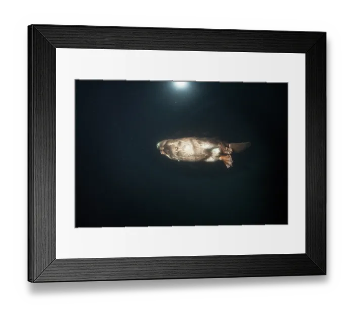 Framed Print : RF - European beaver (Castor fiber) swimming on the surface at dusk, underwater view, River Rhone, Alps, France. May Framed Print : RF - European beaver (Castor fiber) swimming on the surface at dusk, underwater view, River Rhone, Alps, France. May