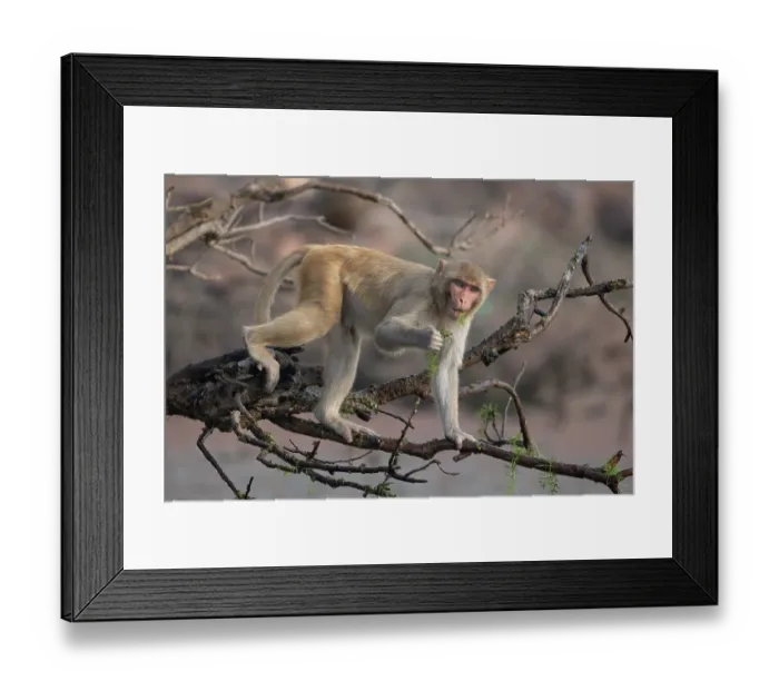 Framed Print : Rhesus macaque (Macaca mulatta) juvenile, standing in a tree feeding on plants collected from the nearby water, protected area Van Vihar, west of Dholpur, Rajasthan, India Framed Print : Rhesus macaque (Macaca mulatta) juvenile, standing in a tree feeding on plants collected from the nearby water, protected area Van Vihar, west of Dholpur, Rajasthan, India