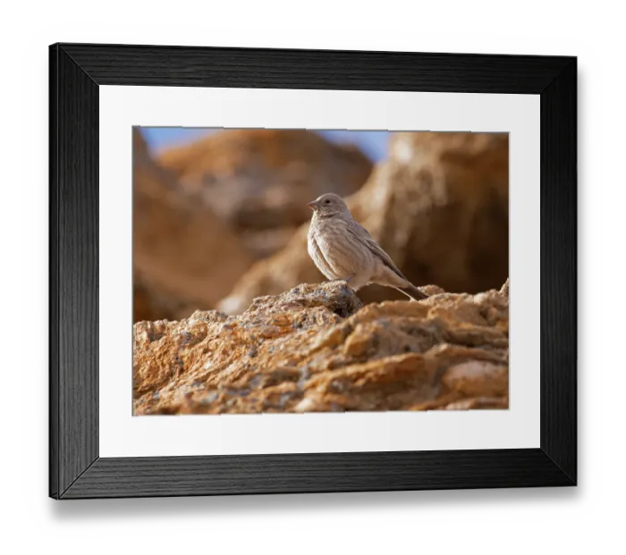 Framed Print : Great rosefinch (Carpodacus rubicilla) female, perched on rock, Ladakh, India Framed Print : Great rosefinch (Carpodacus rubicilla) female, perched on rock, Ladakh, India