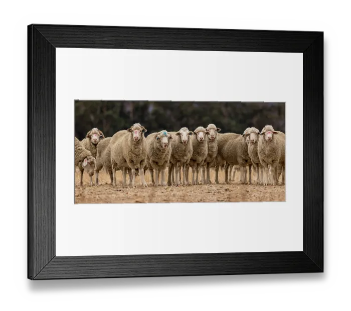 Framed Print : Herd of Sheep standing on dry ground on a farm near the town of Hermon, outside Cape Town, Western Cape, South Africa. February Framed Print : Herd of Sheep standing on dry ground on a farm near the town of Hermon, outside Cape Town, Western Cape, South Africa. February