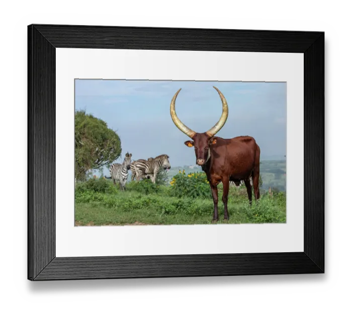 Framed Print : Ankole cattle standing on grass with Zebra (Equus quagga) in background, Mburo National Park, Uganda Framed Print : Ankole cattle standing on grass with Zebra (Equus quagga) in background, Mburo National Park, Uganda