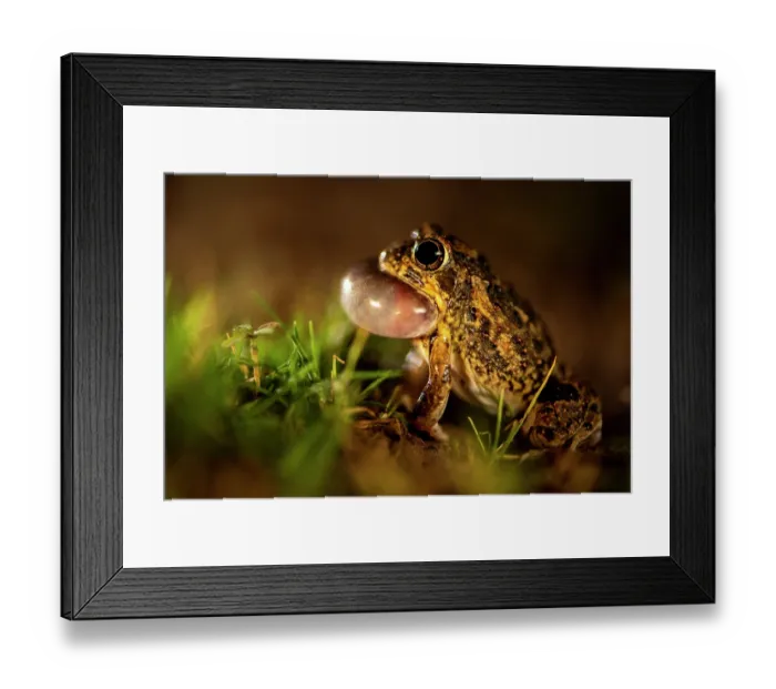 Framed Print : Tandy's sand frog (Tomopterna tandyi) vocalising, Karoo Gariep Nature Reserve  /  Khoisan Karoo Conservancy, South Africa