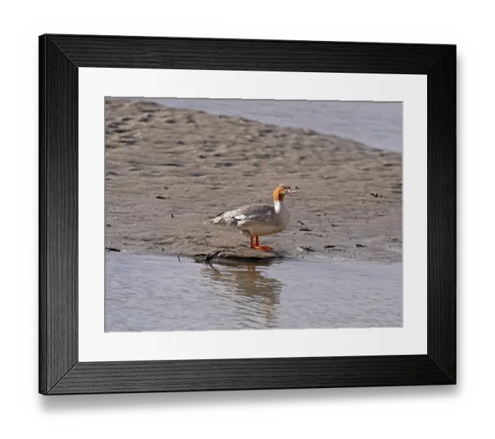 Framed Print : Common merganser (Mergus merganser) female, standing at the water's edge on bank of the Indus river, Ladakh, India Framed Print : Common merganser (Mergus merganser) female, standing at the water's edge on bank of the Indus river, Ladakh, India