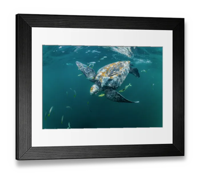 Framed Print : Leatherback sea turtle (Dermochelys coriacea) male, swimming underwater surrounded by group of Remoras (Echeneidae) feeding on jellyfish scraps from its mouth, Kei Islands Framed Print : Leatherback sea turtle (Dermochelys coriacea) male, swimming underwater surrounded by group of Remoras (Echeneidae) feeding on jellyfish scraps from its mouth, Kei Islands