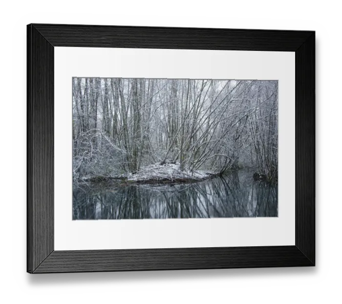 Framed Print : European beaver (Castor fiber) lodge on riverbank covered in snow in winter, River Ain, Alps, France. December Framed Print : European beaver (Castor fiber) lodge on riverbank covered in snow in winter, River Ain, Alps, France. December