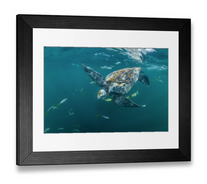 Framed Print : Leatherback sea turtle (Dermochelys coriacea) male, swimming underwater surrounded by group of Remoras (Echeneidae) feeding on jellyfish scraps from its mouth, Kei Islands Framed Print : Leatherback sea turtle (Dermochelys coriacea) male, swimming underwater surrounded by group of Remoras (Echeneidae) feeding on jellyfish scraps from its mouth, Kei Islands
