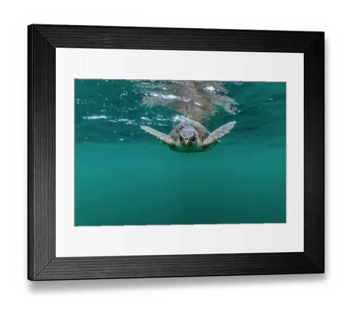 Framed Print : Olive ridley sea turtle (Lepidochelys olivacea) juvenile, swimming underwater, Kei Islands, Moluccas, Indonesia, Pacific Ocean Framed Print : Olive ridley sea turtle (Lepidochelys olivacea) juvenile, swimming underwater, Kei Islands, Moluccas, Indonesia, Pacific Ocean