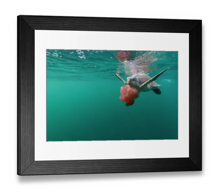 Framed Print : Olive ridley sea turtle (Lepidochelys olivacea) juvenile, feeding on Tomato jellyfish (Crambione mastigophora), Kei Islands, Moluccas, Indonesia, Pacific Ocean Framed Print : Olive ridley sea turtle (Lepidochelys olivacea) juvenile, feeding on Tomato jellyfish (Crambione mastigophora), Kei Islands, Moluccas, Indonesia, Pacific Ocean