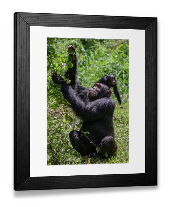 Framed Print : Eastern chimpanzee (Pan troglodytes schweinfurthii) picking leaves from a vine, Kibale National Park, Uganda. Endangered