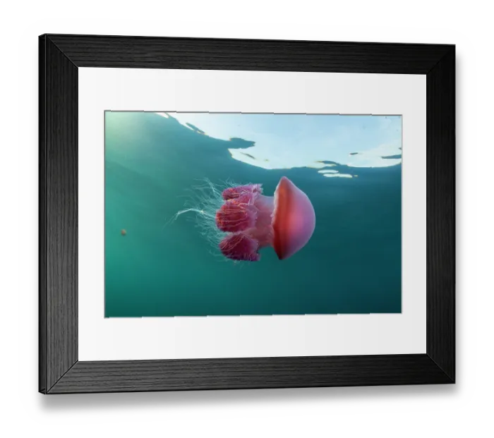 Framed Print : Tomato jellyfish (Crambione mastigophora) drifting close to the surface, Kei Islands, Moluccas, Indonesia, Pacific Ocean Framed Print : Tomato jellyfish (Crambione mastigophora) drifting close to the surface, Kei Islands, Moluccas, Indonesia, Pacific Ocean