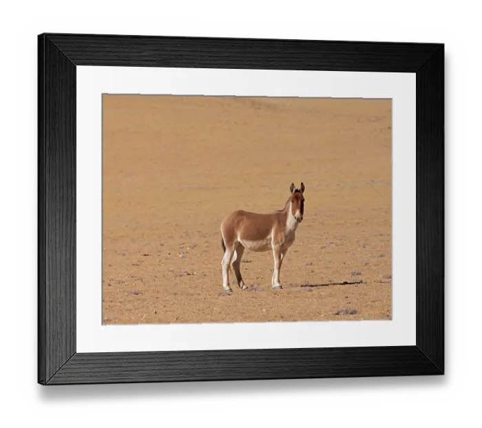 Framed Print : RF - Kiang (Equus kiang) standing on dry, stony ground, Ladakh, India. (This image may be licensed either as rights managed or royalty free.) Framed Print : RF - Kiang (Equus kiang) standing on dry, stony ground, Ladakh, India. (This image may be licensed either as rights managed or royalty free.)